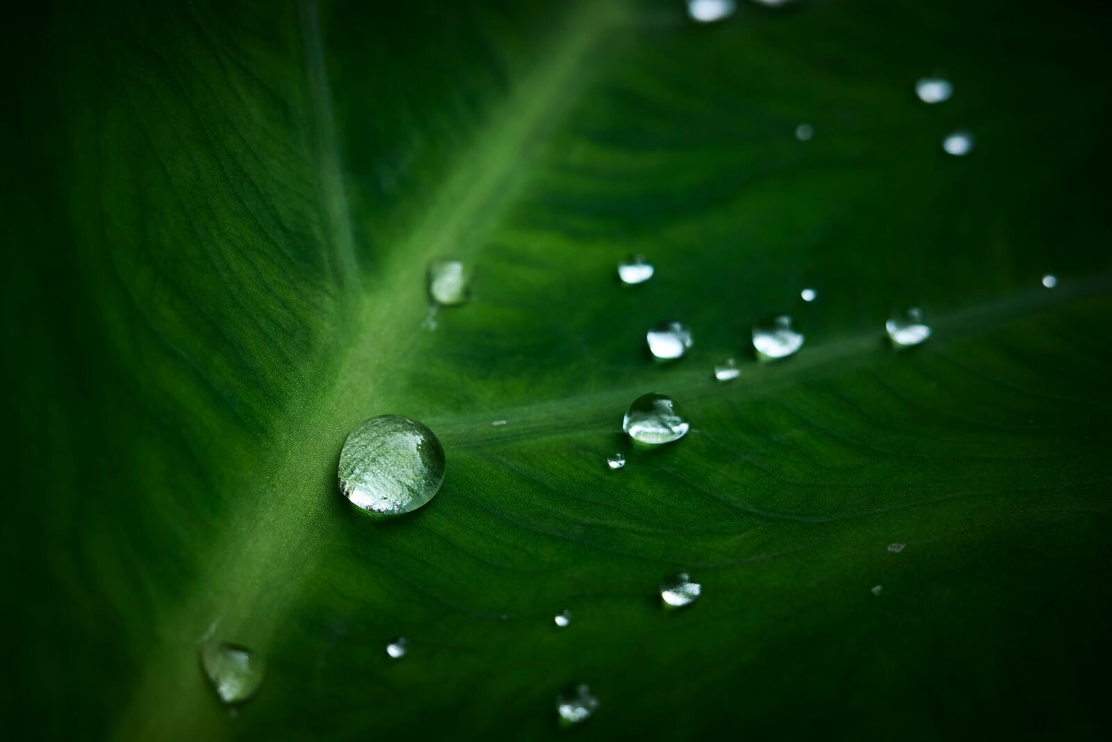 Close-up of water droplets on a kalo leaf