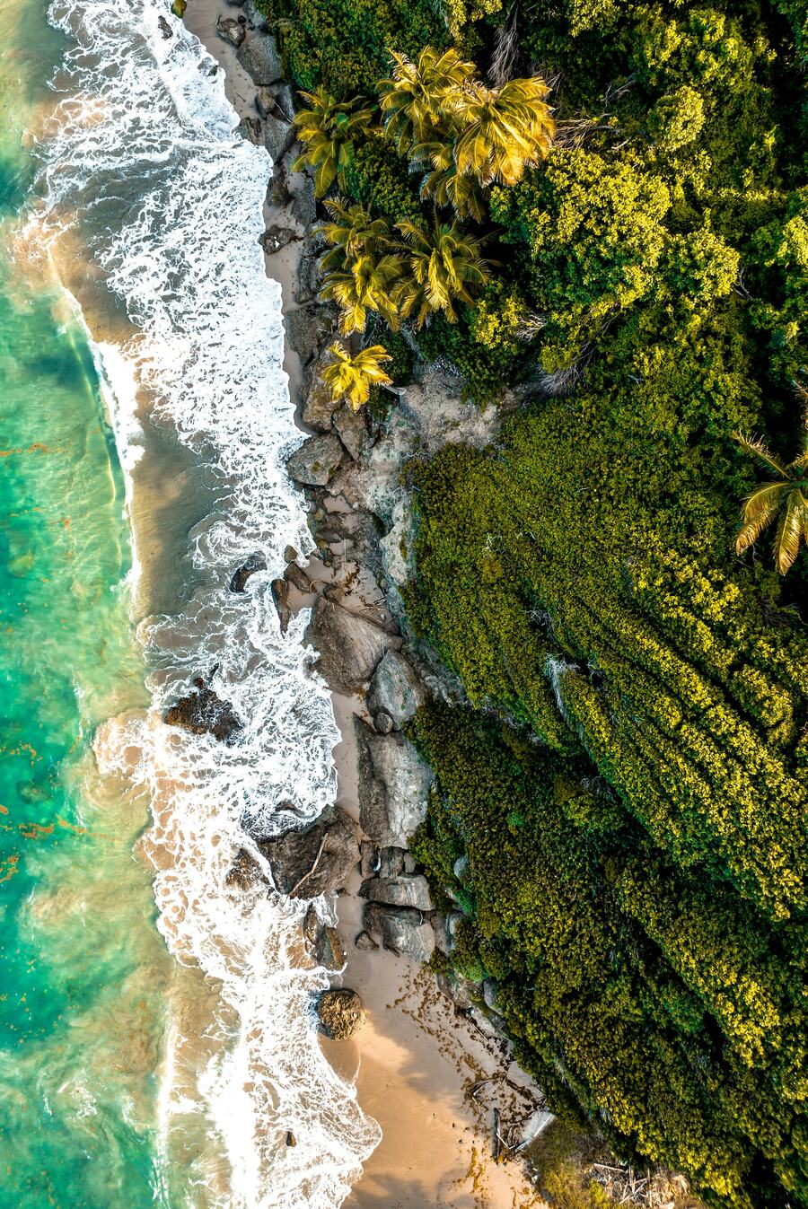 Aerial view of surf along a palm-lined beach