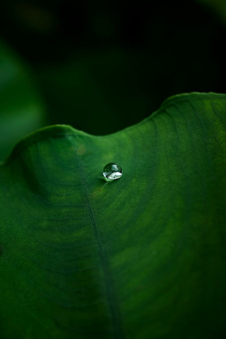 A kalo leaf with a single water droplet